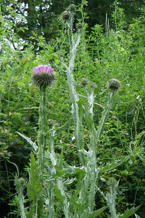 Onopordum acanthium \ Gewhnliche Esels-Distel / Cotton Thistle, F Pyrenäen/Pyrenees, Col de Pailhères 27.6.2008