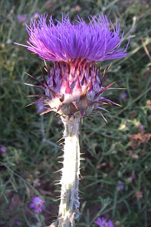 Onopordum illyricum \ Illyrische Esels-Distel / Illyrian Cotton Thistle, F Frontignan 28.6.2008