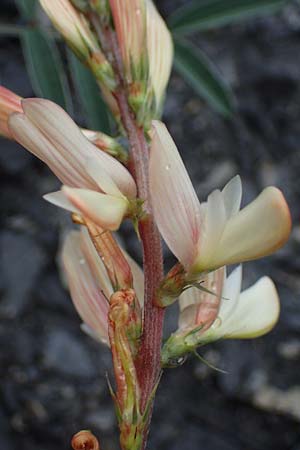 Onobrychis arenaria / Hungarian Sainfoin, F Savines-le-Lac 29.4.2023