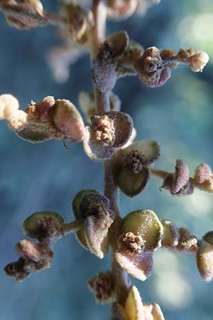 Atriplex halimus \ Strauch-Melde / Salt Bush, Sea Orache, F Martigues 8.10.2021