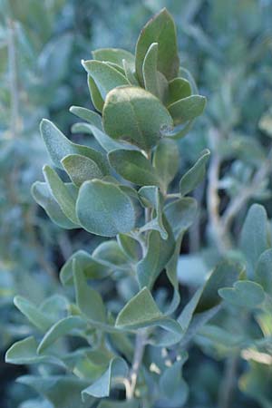 Atriplex halimus \ Strauch-Melde / Salt Bush, Sea Orache, F Martigues 8.10.2021