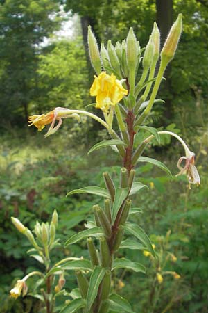 Oenothera ersteinensis \ Ersteiner Nachtkerze / Erstein Evening Primrose, F Eschau 9.7.2011