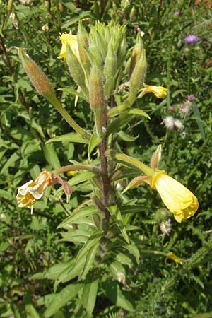 Oenothera ersteinensis / Erstein Evening Primrose, F Eschau 9.7.2011