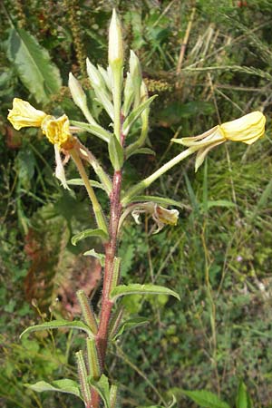 Oenothera ersteinensis \ Ersteiner Nachtkerze, F Eschau 9.7.2011