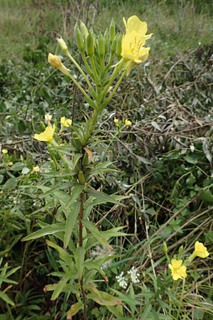 Oenothera erythropoda \ Nachtkerze / Evening Primrose, F Beinheim 27.7.2017