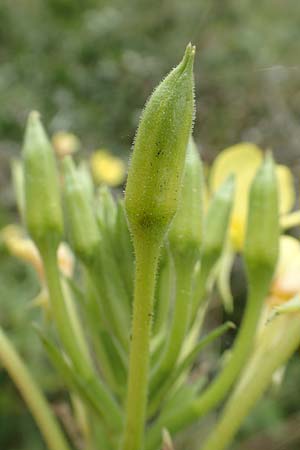 Oenothera erythropoda \ Nachtkerze / Evening Primrose, F Beinheim 27.7.2017