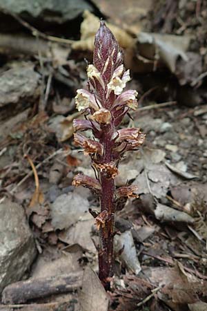 Orobanche hederae \ Efeu-Sommerwurz, F Pyrenäen, Caranca - Schlucht 30.7.2018