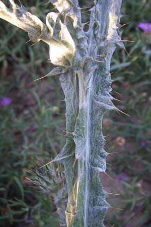 Onopordum illyricum \ Illyrische Esels-Distel, F Frontignan 28.6.2008