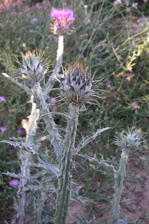 Onopordum illyricum \ Illyrische Esels-Distel, F Frontignan 28.6.2008