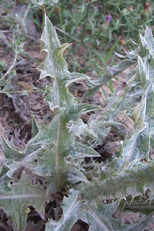 Onopordum illyricum \ Illyrische Esels-Distel, F Frontignan 28.6.2008