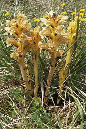 Orobanche lutea / Yellow Broomrape, F Alsace, Westhalten 28.4.2007