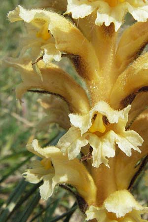 Orobanche lutea / Yellow Broomrape, F Alsace, Westhalten 28.4.2007