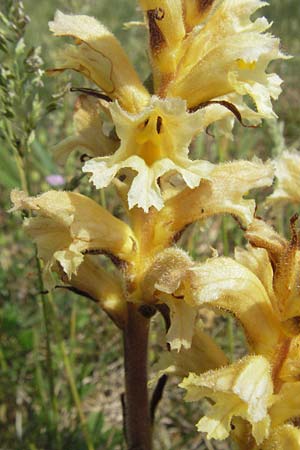 Orobanche lutea \ Gelbe Sommerwurz, F Elsass, Westhalten 28.4.2007