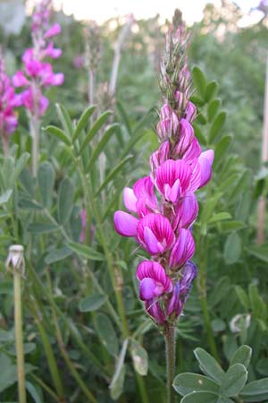 Onobrychis montana \ Berg-Esparsette / Mountain Sainfoin, F Col du Galibier 21.6.2008