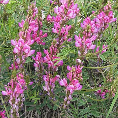 Onobrychis montana \ Berg-Esparsette / Mountain Sainfoin, F Col de la Bonette 8.7.2016