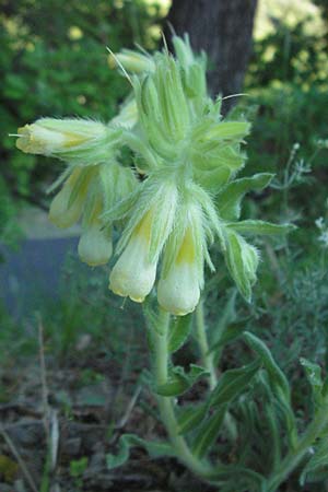 Onosma fastigiata \ Ligurische Lotwurz / Ligurian Goldendrop, F Dept. Aveyron,  Fondamente 8.6.2006