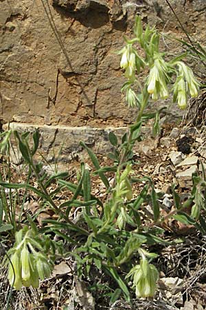 Onosma fastigiata \ Ligurische Lotwurz / Ligurian Goldendrop, F Causse du Larzac 15.5.2007