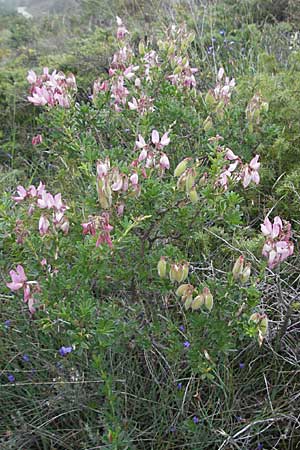 Ononis fruticosa \ Strauch-Hauhechel / Shrubby Restharrow, F Col de Boite 17.5.2007