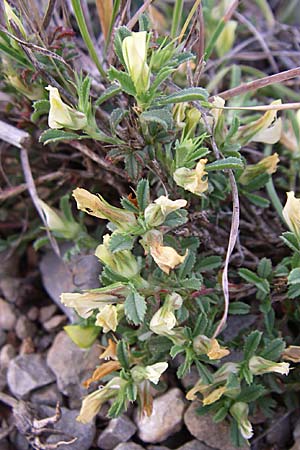 Ononis pusilla \ Zwerg-Hauhechel / Dwarf Restharrow, F Rivesaltes 24.6.2008