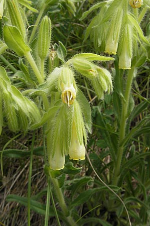 Onosma fastigiata \ Ligurische Lotwurz / Ligurian Goldendrop, F Causse du Larzac 30.5.2009