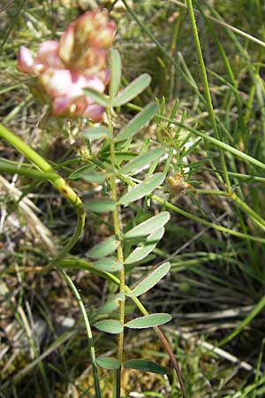 Onobrychis arenaria / Hungarian Sainfoin, F Causse du Larzac 3.6.2009