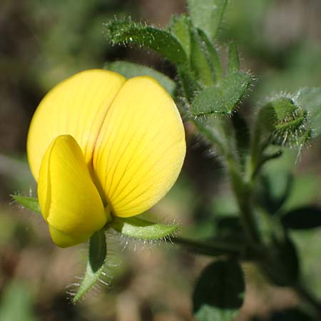 Ononis natrix \ Gelbe Hauhechel / Yellow Restharrow, F Remollon 6.10.2021