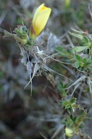 Ononis pusilla \ Zwerg-Hauhechel / Dwarf Restharrow, F Martigues 8.10.2021