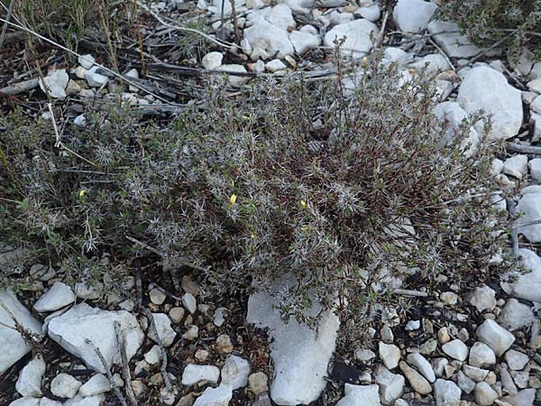 Ononis pusilla / Dwarf Restharrow, F Martigues 8.10.2021