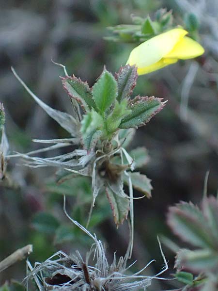 Ononis pusilla \ Zwerg-Hauhechel / Dwarf Restharrow, F Martigues 8.10.2021