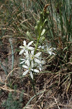 Ornithogalum narbonense \ Berg-Milchstern, F Dept.  Var, Callian 2.5.2023