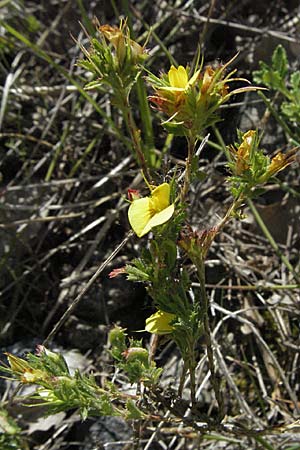 Ononis pusilla \ Zwerg-Hauhechel / Dwarf Restharrow, F Rochefort-en-Valdaine 10.6.2006