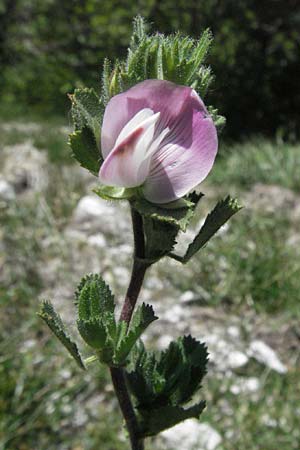 Ononis reclinata \ Nickende Hauhechel, F Rochefort-en-Valdaine 10.6.2006