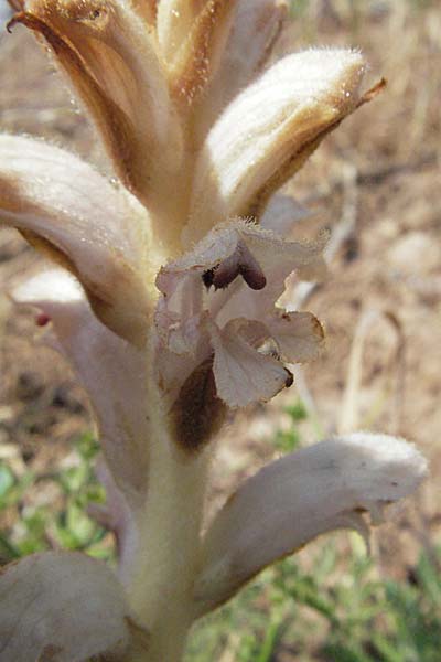 Orobanche caryophyllacea, Bedstraw Broomrape