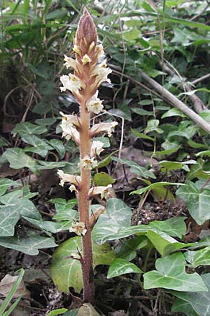 Orobanche hederae \ Efeu-Sommerwurz / Ivy Broomrape, F Camargue 13.5.2007