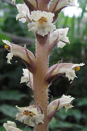 Orobanche hederae \ Efeu-Sommerwurz, F Camargue 13.5.2007