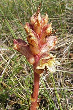 Orobanche alba \ Weie Sommerwurz, F Lapanouse-de-Cernon 31.5.2009