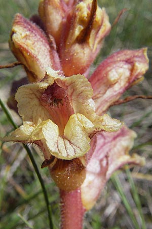 Orobanche alba \ Weie Sommerwurz, F Lapanouse-de-Cernon 31.5.2009