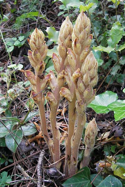 Orobanche gracilis ? \ Blutrote Sommerwurz, F Saint-Guilhem-le-Desert 1.6.2009