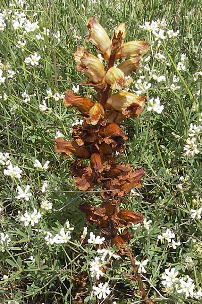 Orobanche gracilis ? \ Blutrote Sommerwurz / Slender Broomrape, F Lac de Salagou 4.6.2009