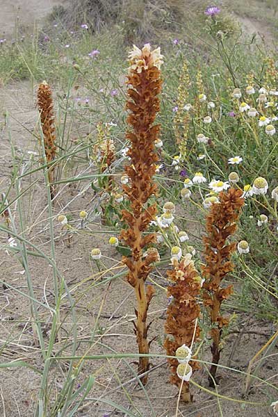 Orobanche kochii \ Kochs Sommerwurz, F Sète 5.6.2009