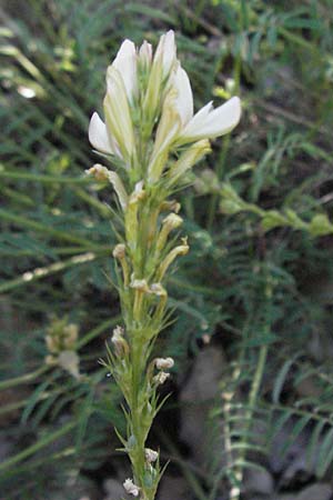 Onobrychis saxatilis / Rock Sainfoin, F Serres 10.6.2006