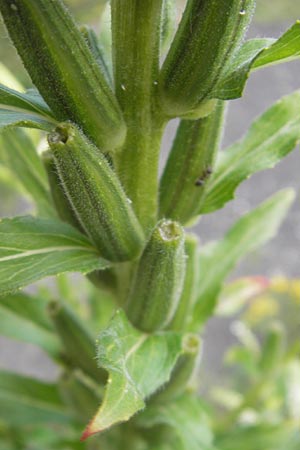 Oenothera badensis \ Badische Nachtkerze / Baden Evening Primrose, F Wissembourg 14.7.2011