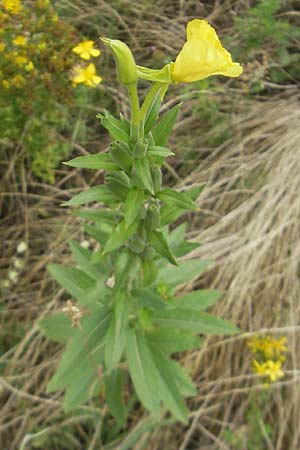 Oenothera badensis \ Badische Nachtkerze / Baden Evening Primrose, F Wissembourg 14.7.2011