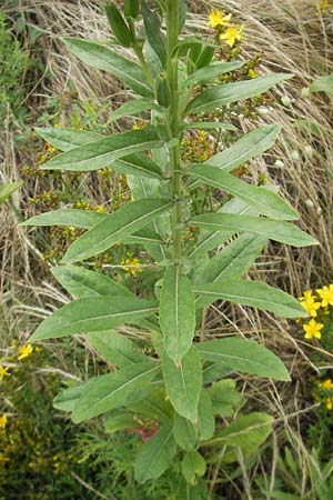 Oenothera badensis \ Badische Nachtkerze / Baden Evening Primrose, F Wissembourg 14.7.2011