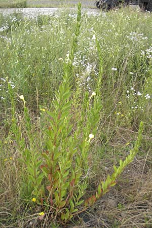 Oenothera badensis \ Badische Nachtkerze / Baden Evening Primrose, F Wissembourg 14.7.2011