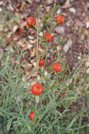 Osyris alba \ Weier Harnstrauch / Poet's Cassia, F Pyrenäen/Pyrenees, Castelnou 9.8.2018