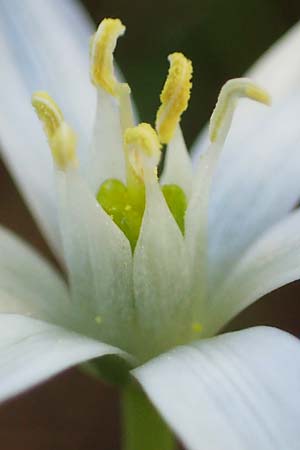 Ornithogalum divergens \ Spreizender Dolden-Milchstern / Lesser Star of Bethlehem, F Sisteron 3.5.2023