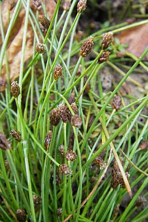 Eleocharis ovata \ Eifrmige Sumpfbinse / Ovate Spike Rush, F Sundgau 6.10.2009