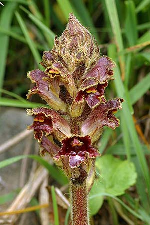 Orobanche variegata \ Bunte Sommerwurz, F Col de l'Alpe 30.6.2007 (Photo: Uwe & Katja Grabner)