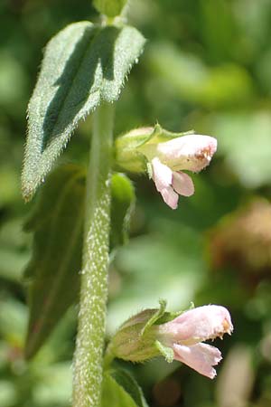 Odontites vulgaris \ Spter Zahntrost, Gewhnlicher Zahntrost, F Pyrenäen, Segre - Schlucht 2.8.2018